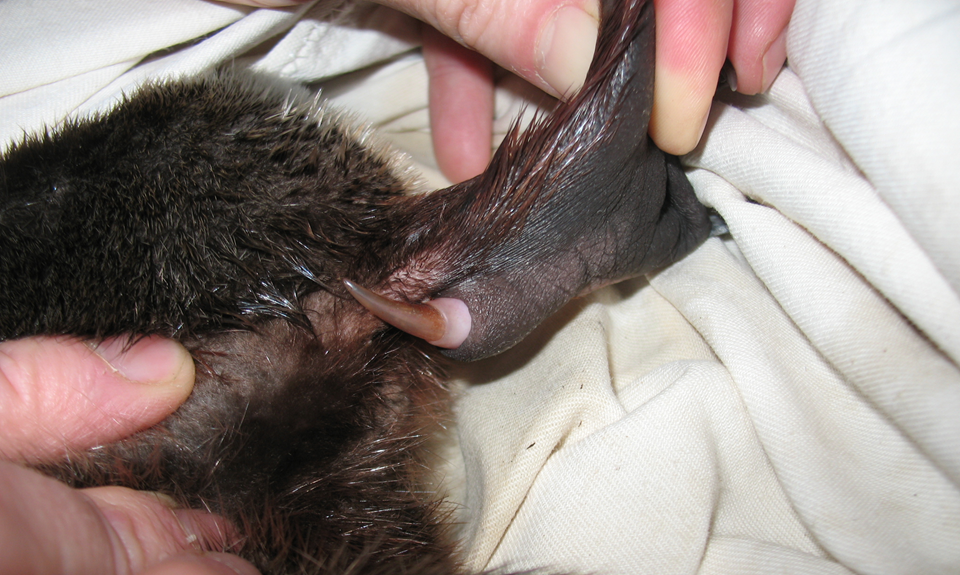 The spur of a male Platypus. The pinkish sheath at the base of the spur denotes that this individual is a juvenile animal.