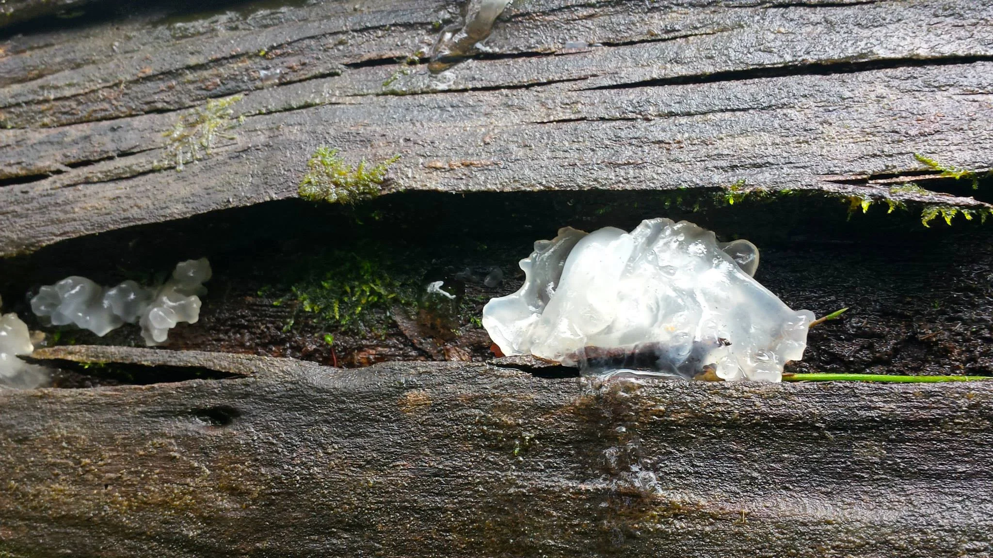 Tremella fusiformis. Trentham.