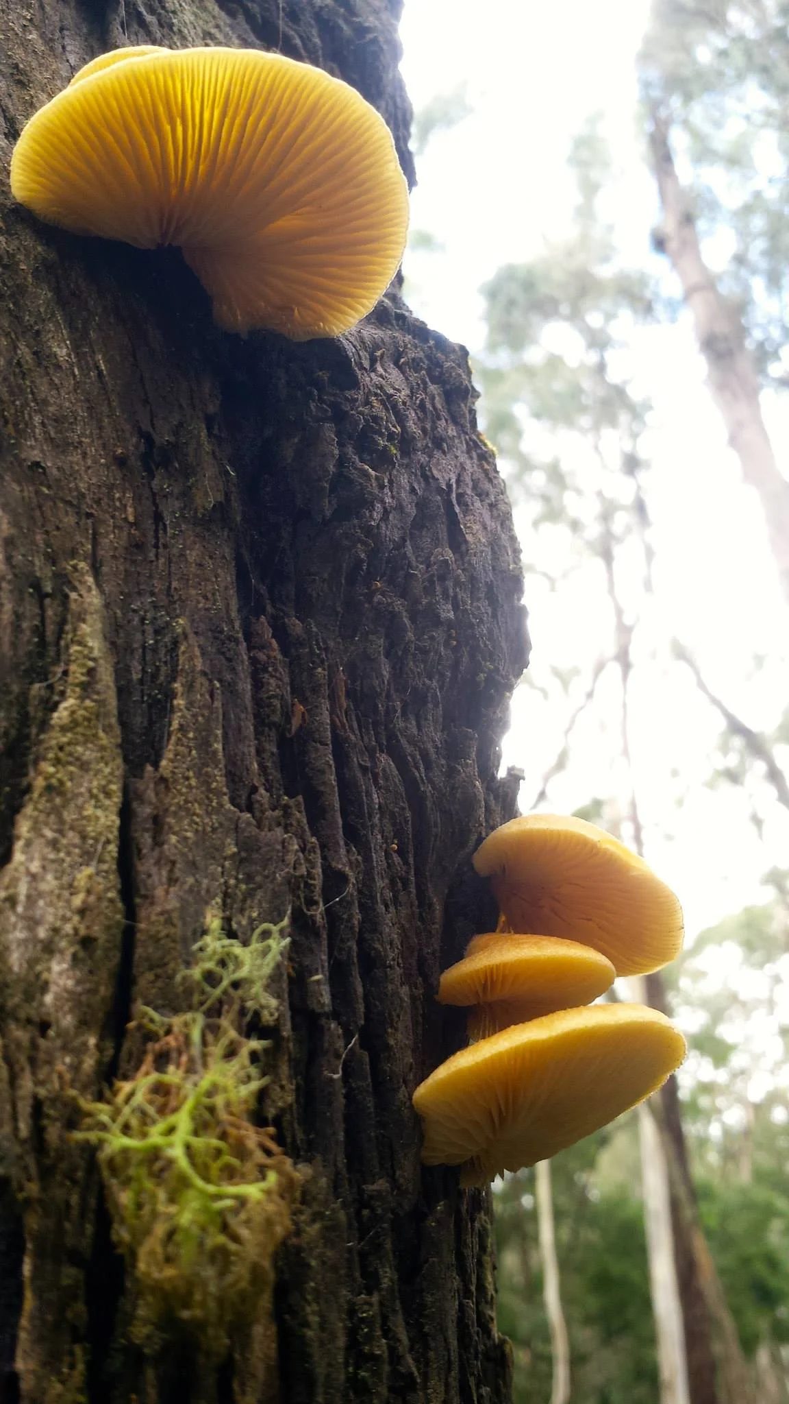 Crepidotus sp. or Hohenbuehelia sp. Trentham