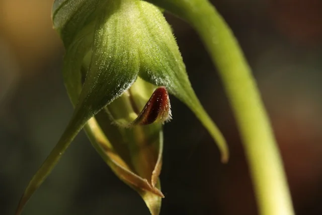 Pterostylis-nutans-Nodding-Greenhood-Cows-Horns-Parrots-Beak-Orchid-111.jpg