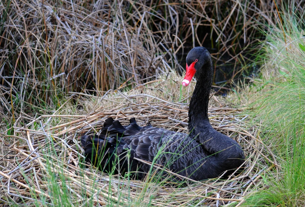 A black swan ( Cygnus a tratus ) nesting at Albert Park Lake, Melbourne. 