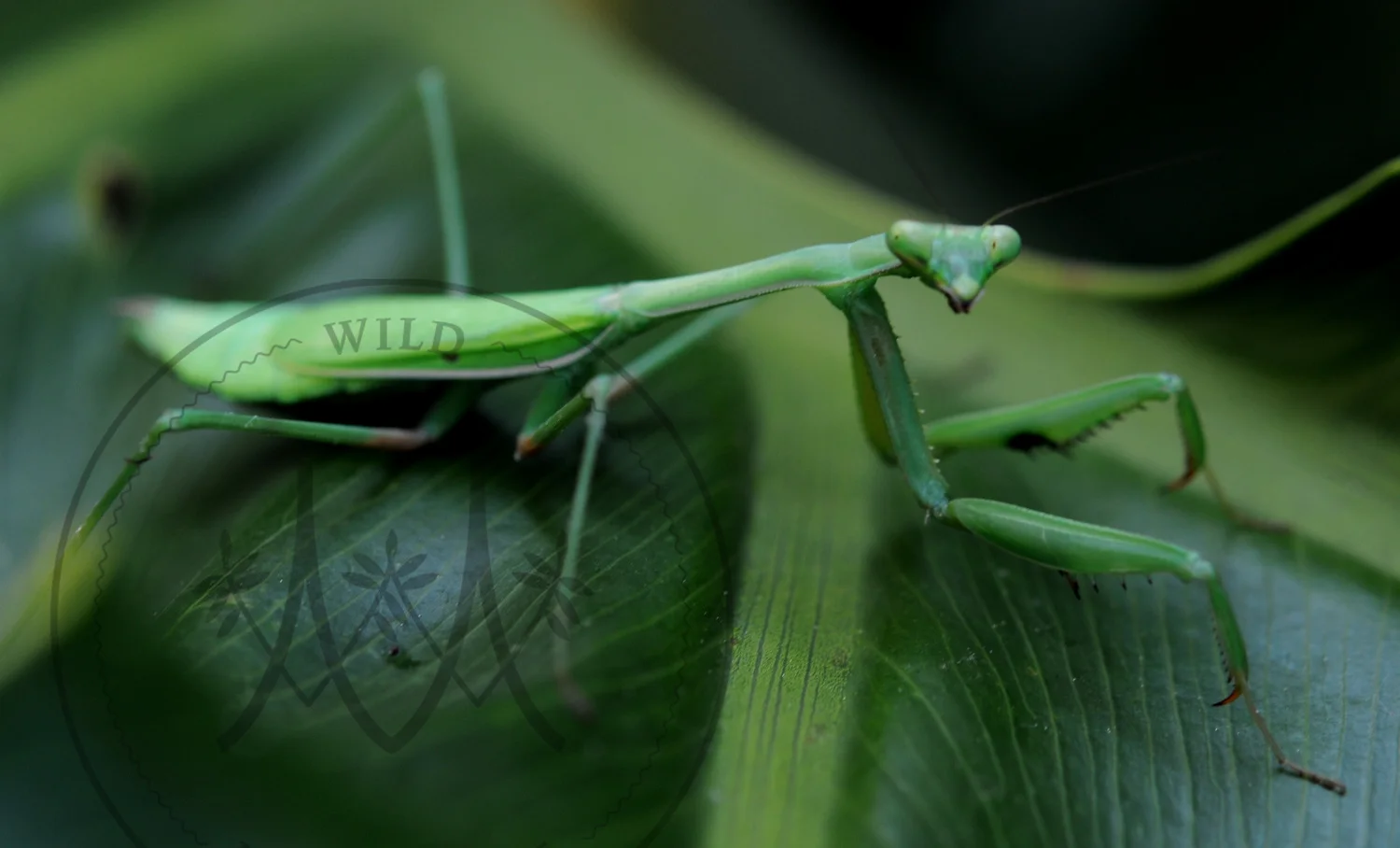 An Australian praying mantis ( Orthodera ministralis ) found in Melbourne