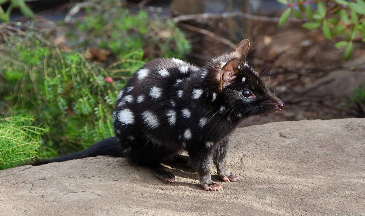 The gorgeous eastern quoll (Image: Mark Faucher)