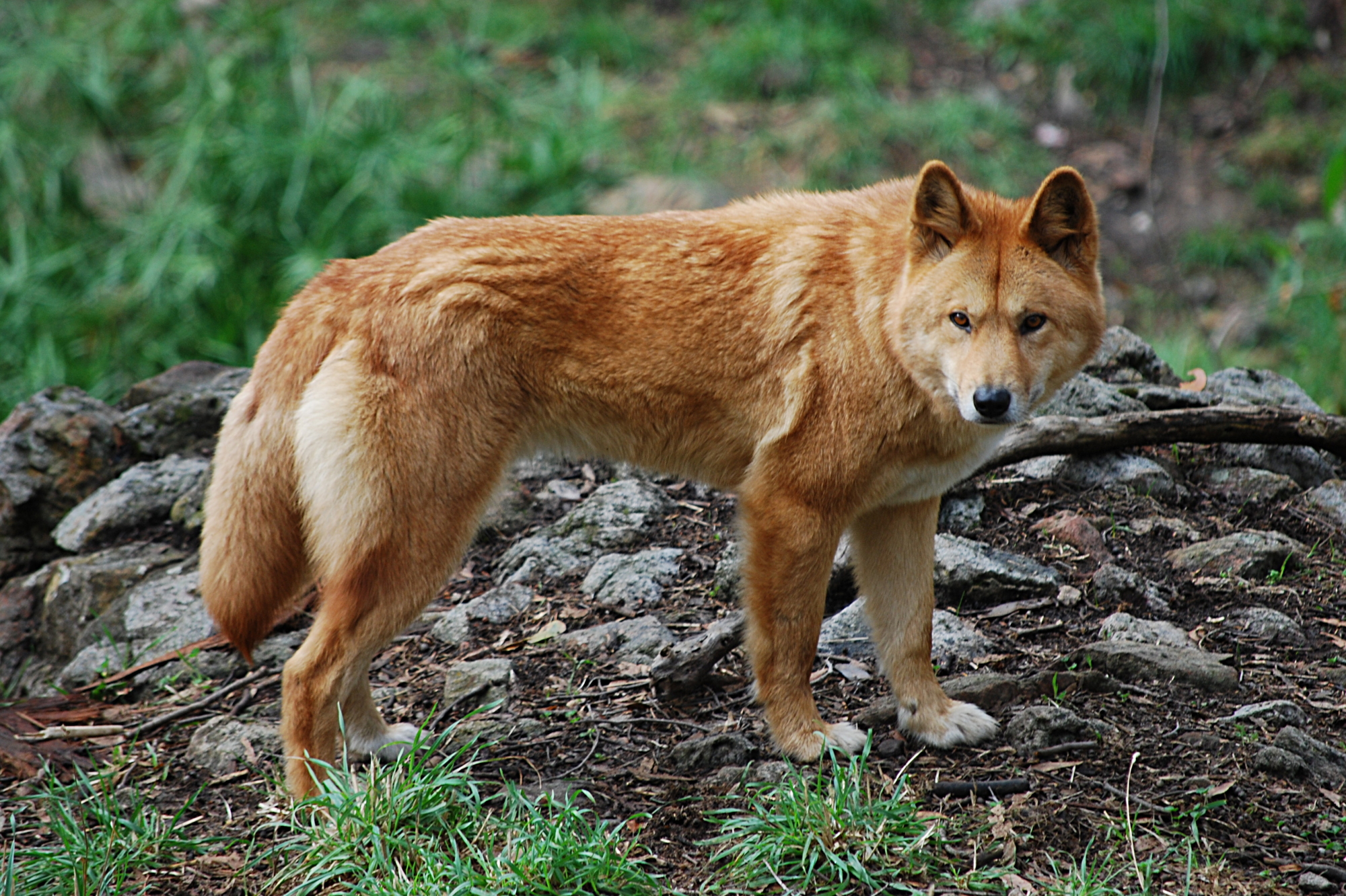 The dingo