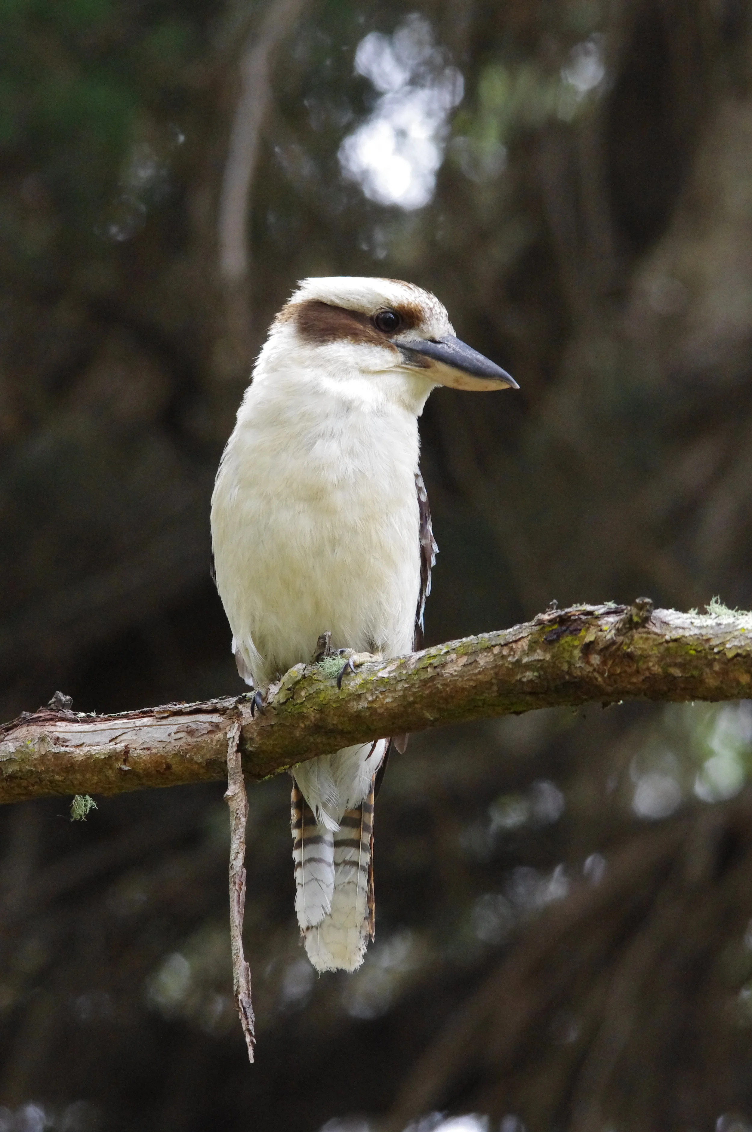The kookaburra (Photo: Cathy CavAllo)