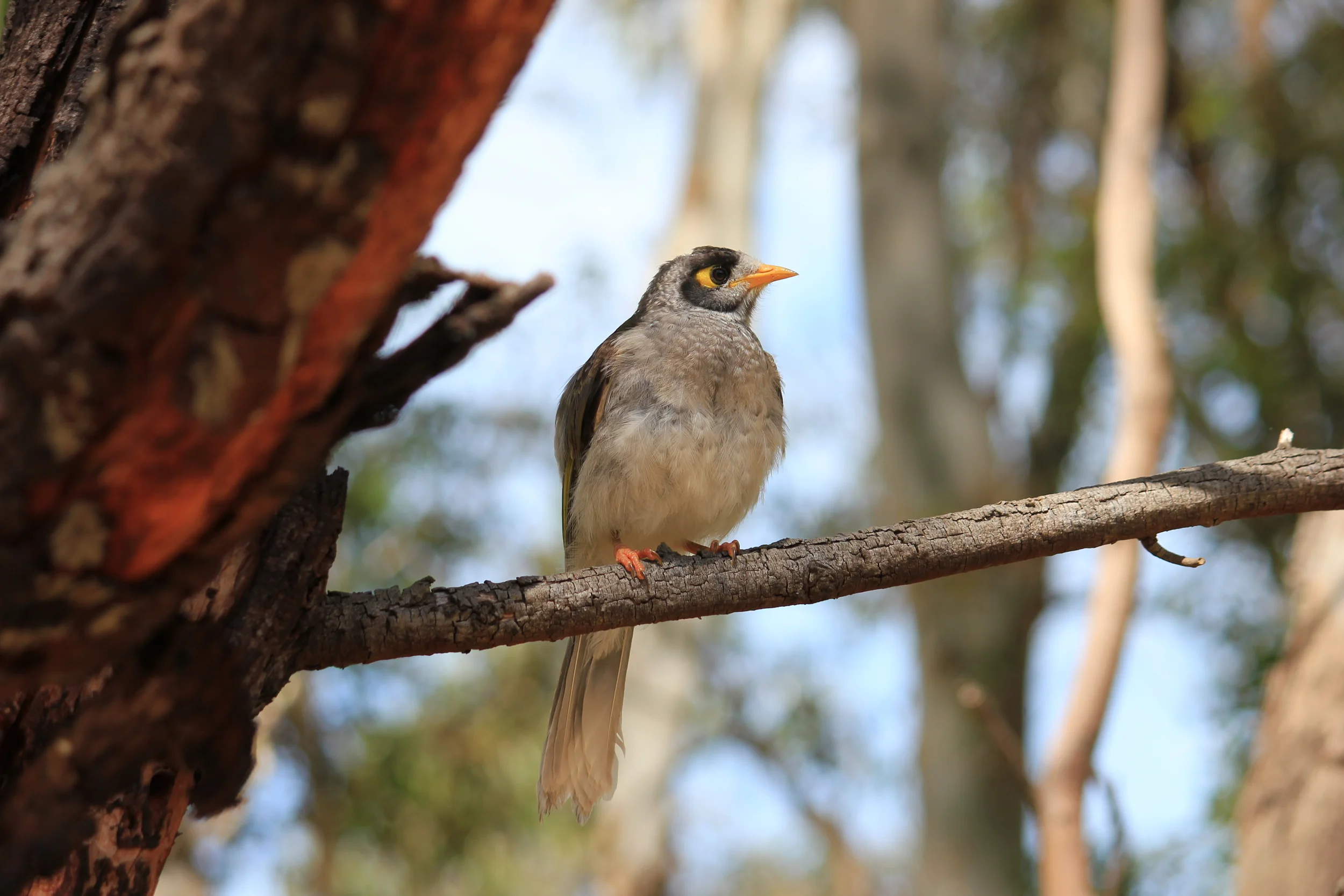 The noisy Minor is a common sight in many parks and green spaces (Photo: Emma Walsh)