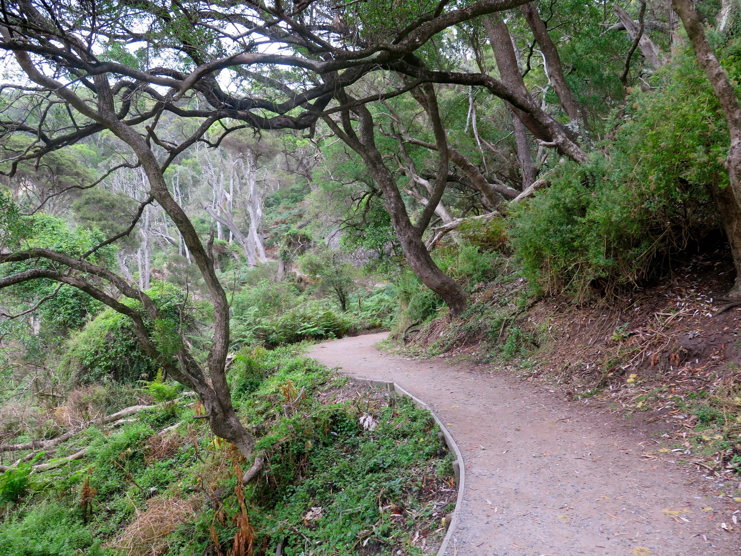 A beautiful section of the walking track. Photo: Cathy Cavallo