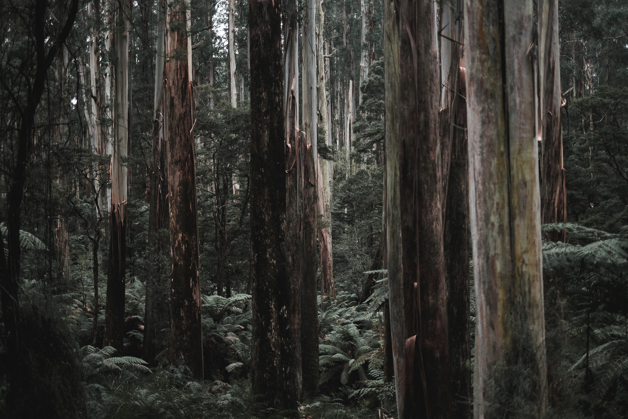 There aren't many mammals left in this eucalyptus forest, but is that a useful message to convey when trying to engage people in conservation? Sherbrooke Forest, Victoria. Photo: Robert Geary