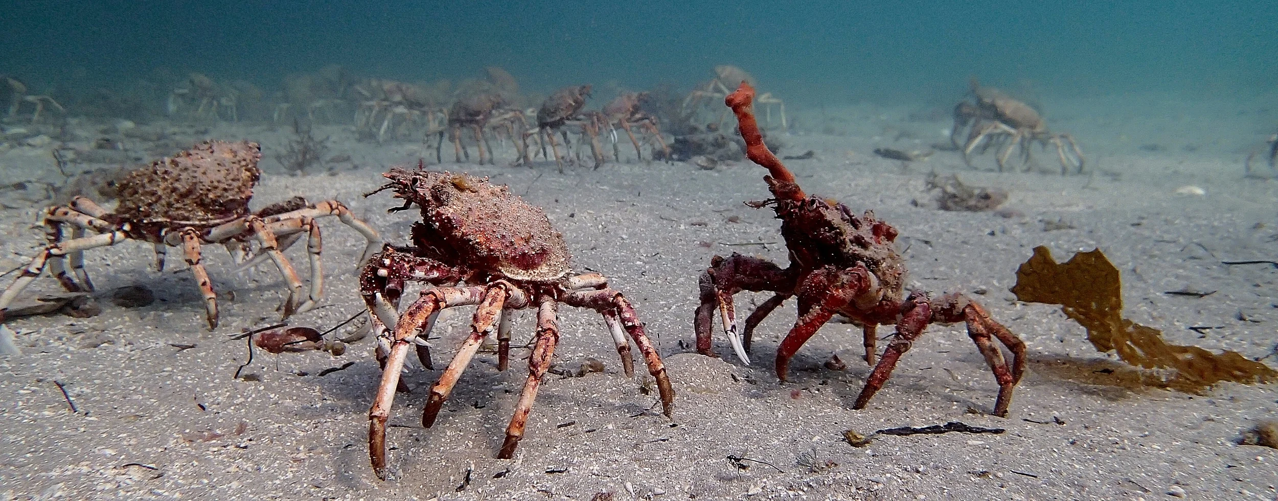 Marching spider crabs in Blairgowrie. Photo: Elodie Camprasse