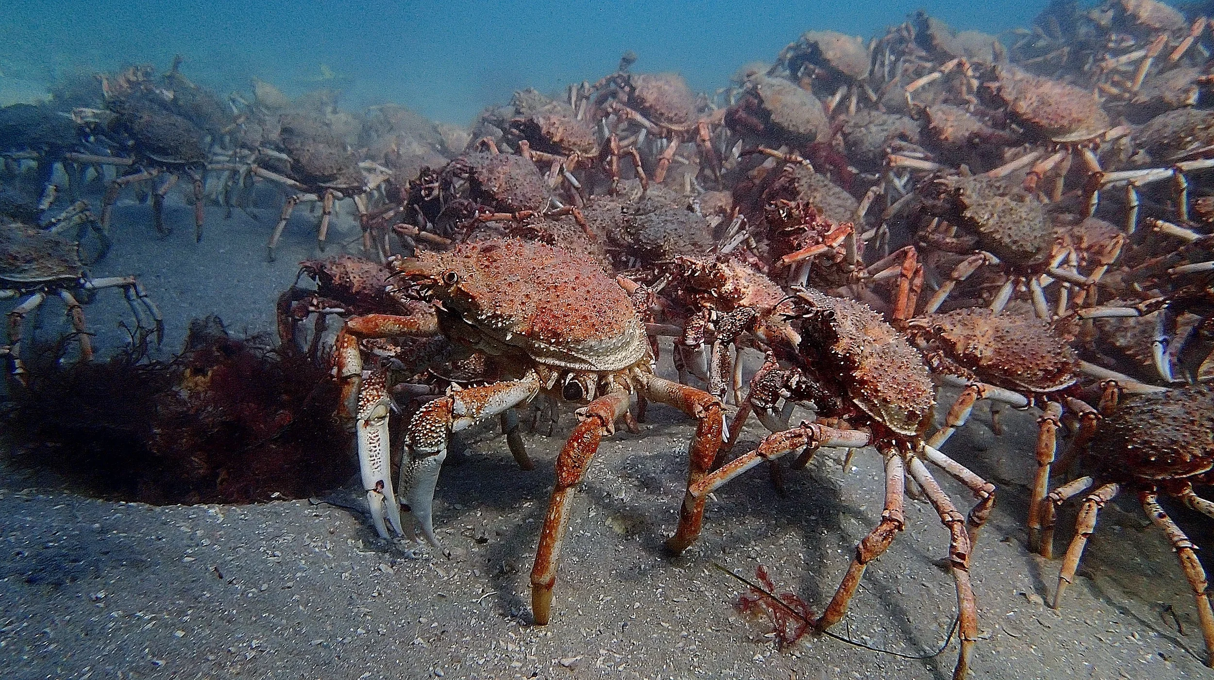 Spider crabs forming aggregations. Photo: Elodie Camprasse