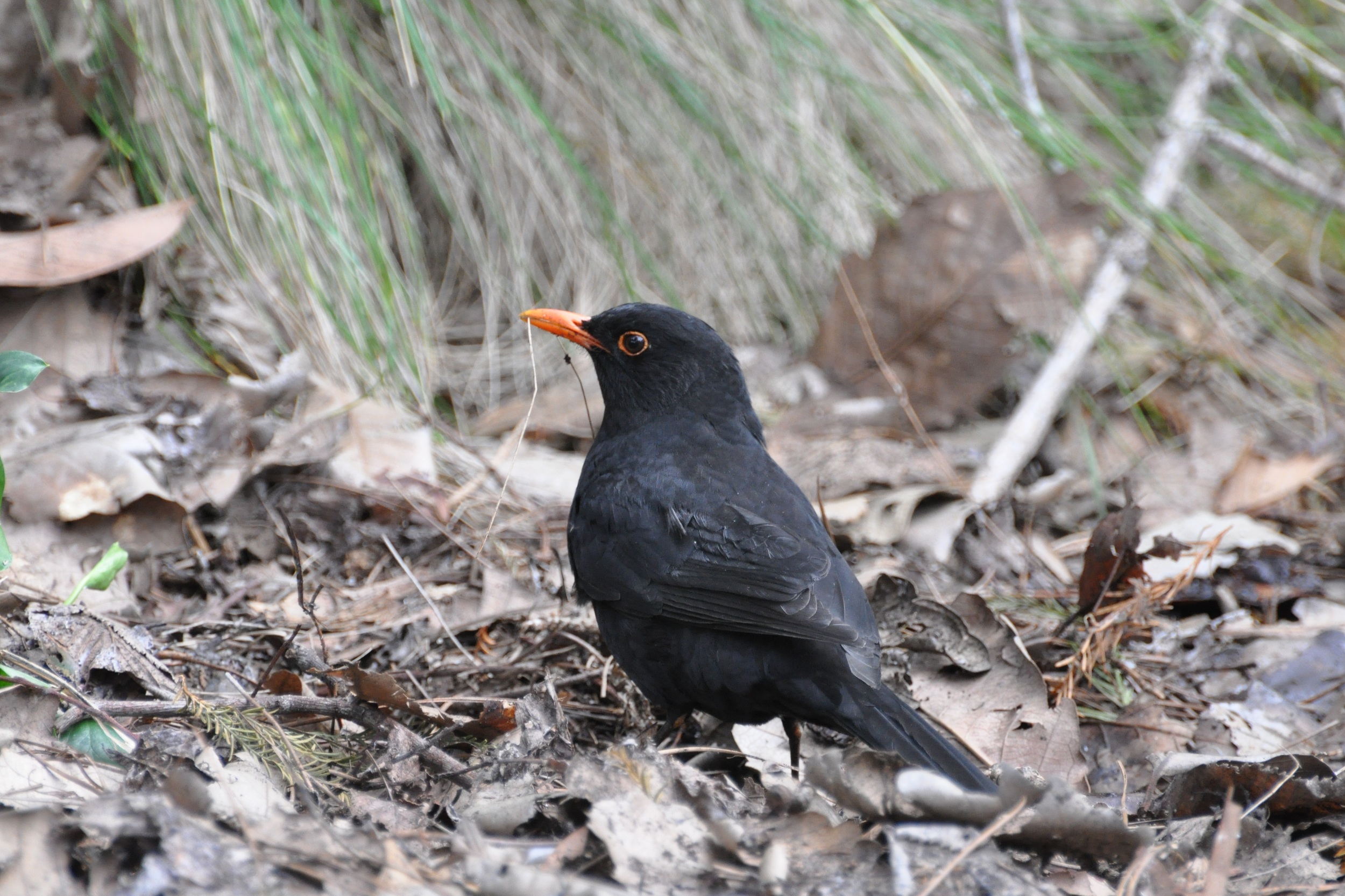 Blackbirds begin their seasonal reproductive development almost a month earlier, when exposed to light at night. Photo: Tom Aulsebrook.