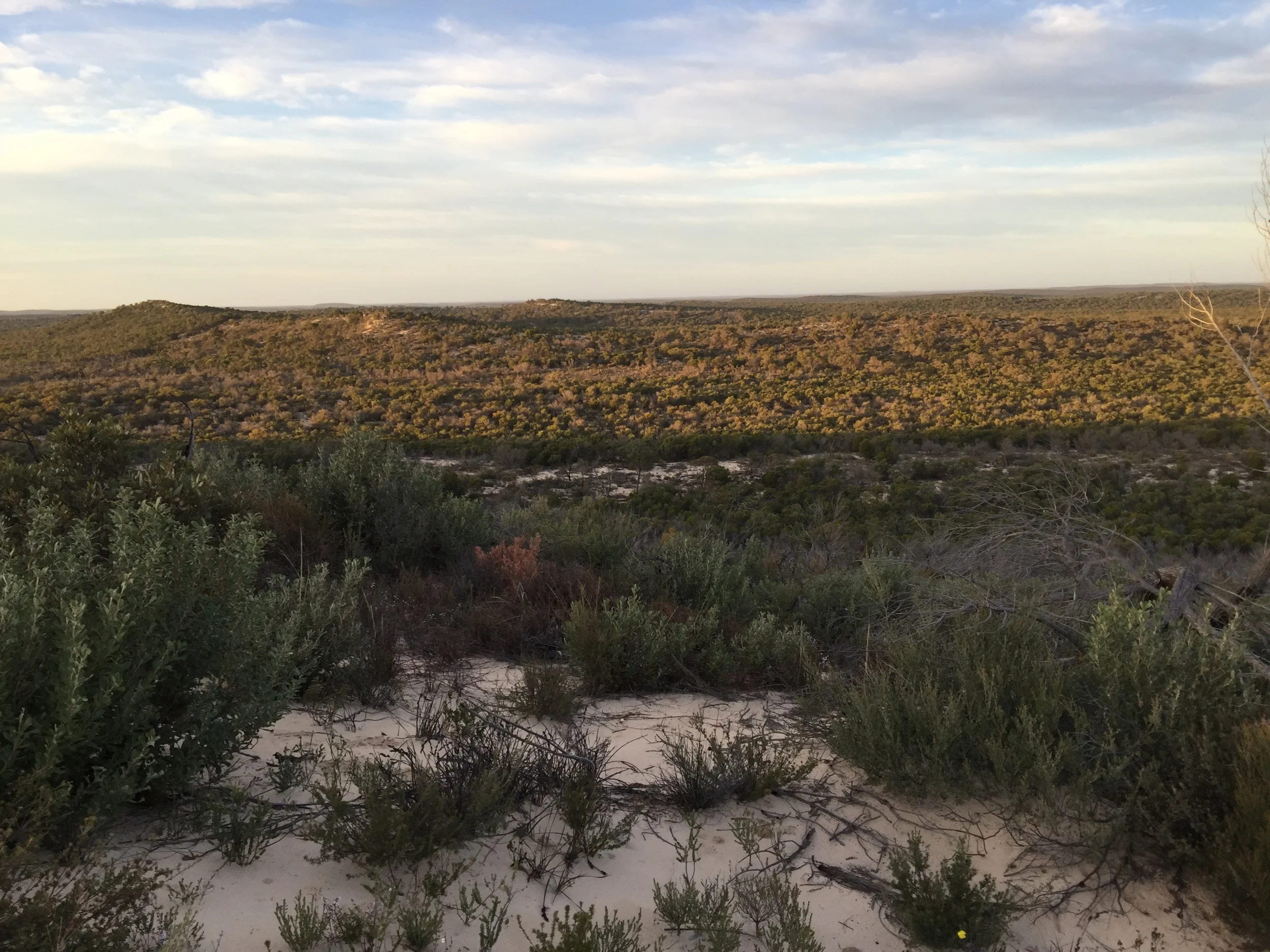 The rolling dunes and swales of the Wyperfeld National Park. Photo: Juliet Israel