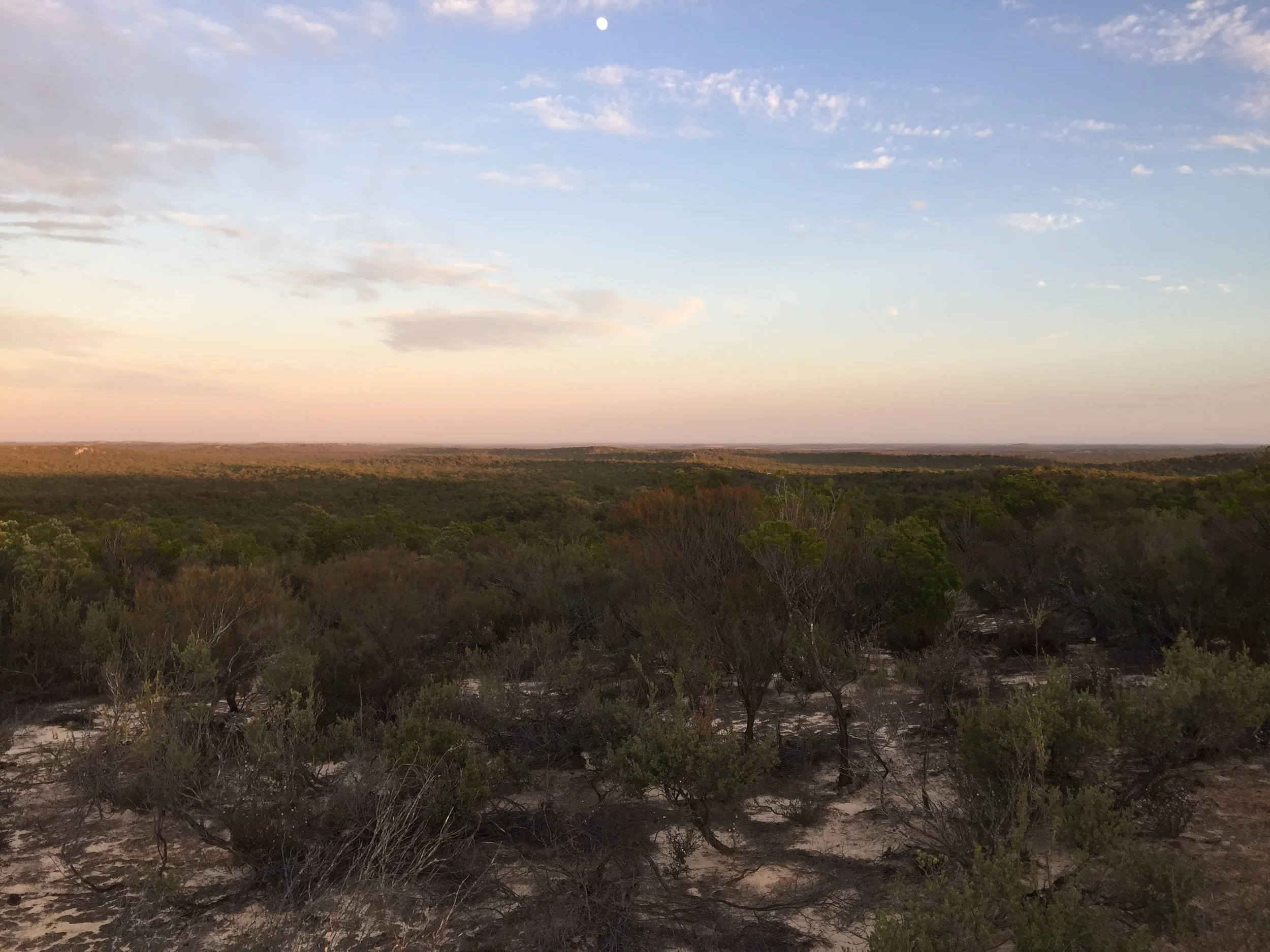 The striking mallee country. Photo: Juliet Israel