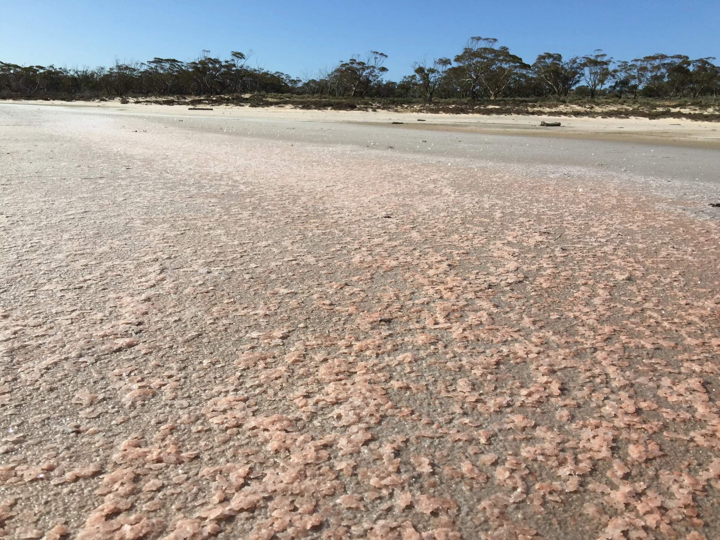 Pink salt on Lake Becking. Photo: Juliet Israel