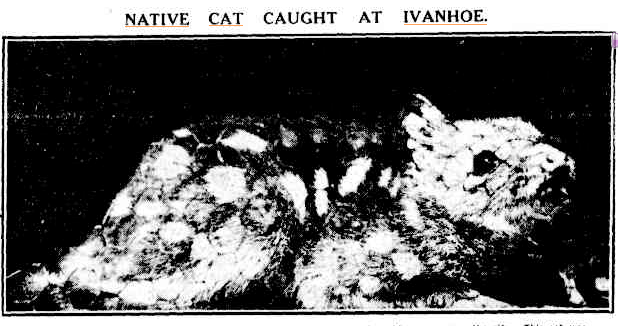 One of the last eastern quolls found in Victoria. Source: The Argus / National Library of Australia.