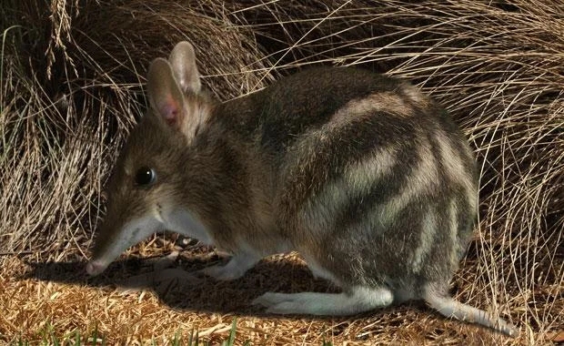 The eastern barred bandicoot is now extinct in the wild on mainland Australia. Photo: Zoos Victoria