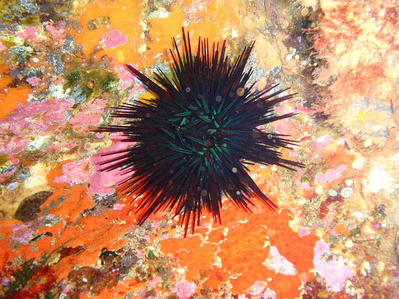 Australian species of sea urchins are among those shifting their distribution poleward in recent years. Photo: Peter Southwood (Wiki Commons)
