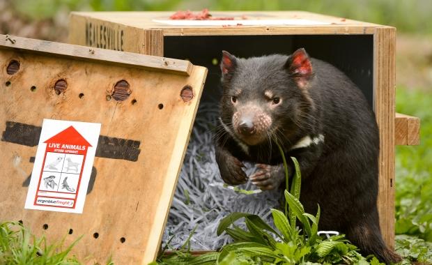 Are captive populations enough to keep the devil going? Photo: Jay Town