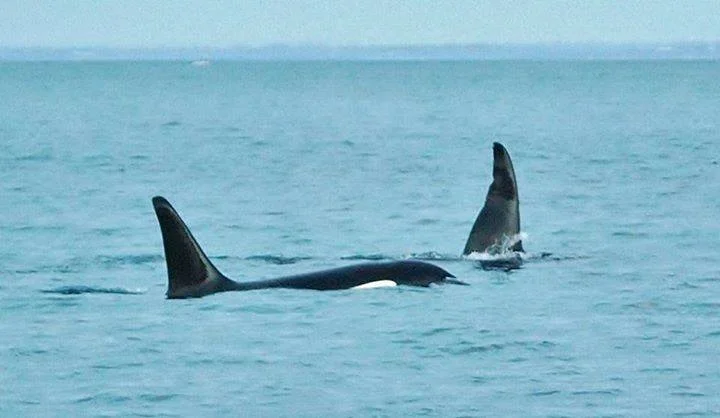 Killer whales frolicking in Port Phillip Bay off Sorrento Pier on Friday 4th December (Photo: Karl Bromelow)
