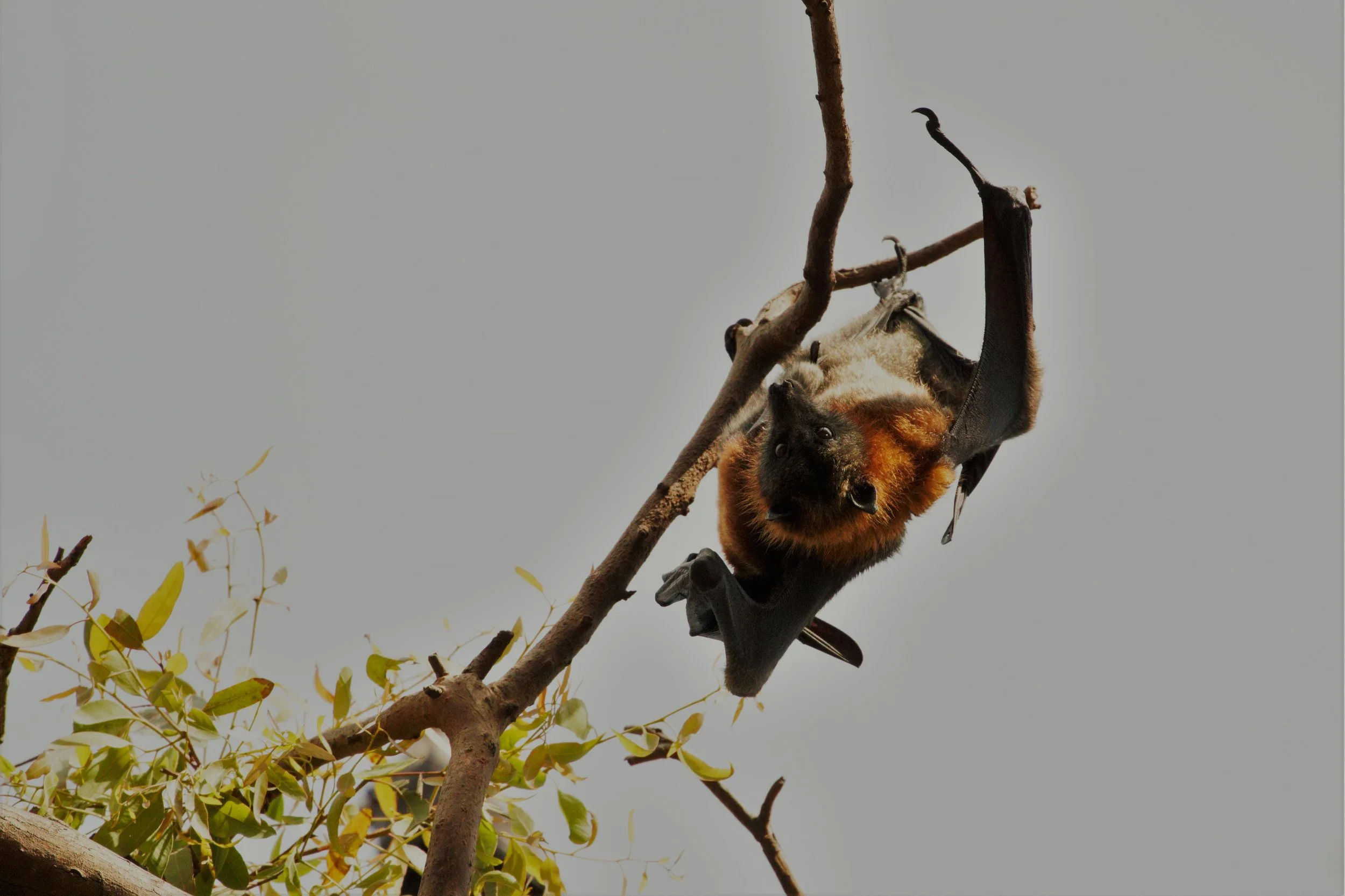 17-12-2017 Fairfield - flying foxes on the Yarra from the kayak 3.jpg