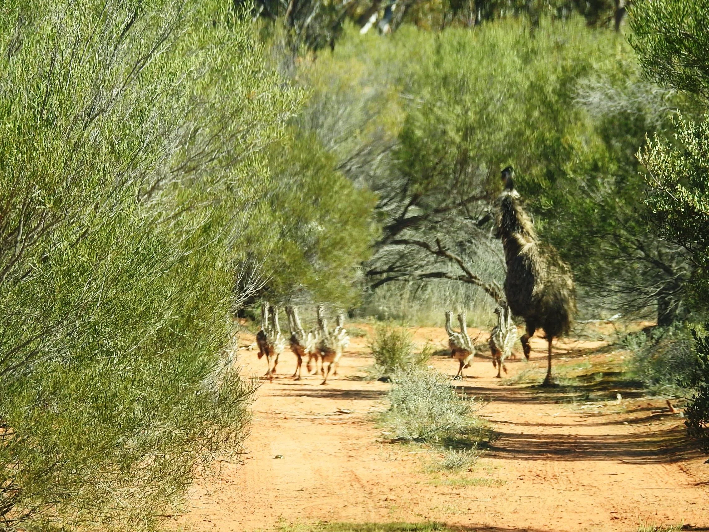 Birds — Hattah Bush Block