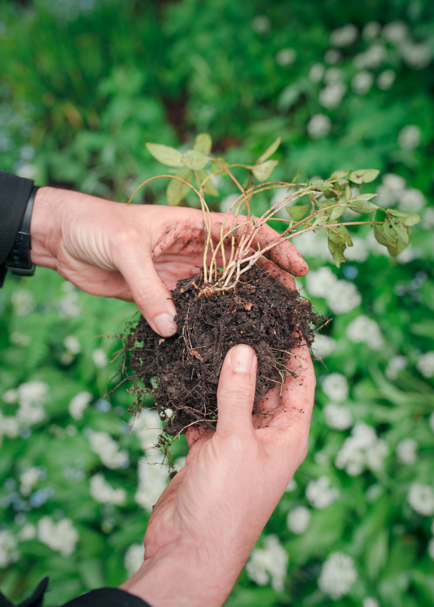 Planting potted plants by hand