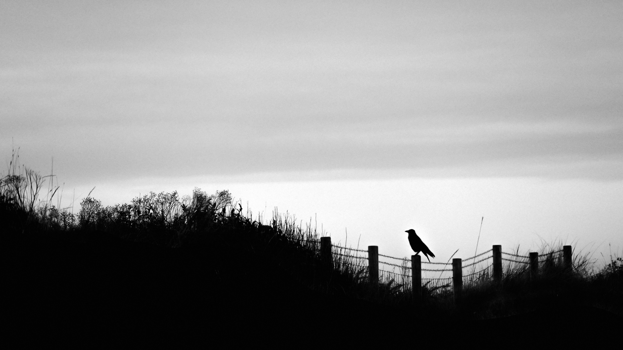 crow on a stump.jpg