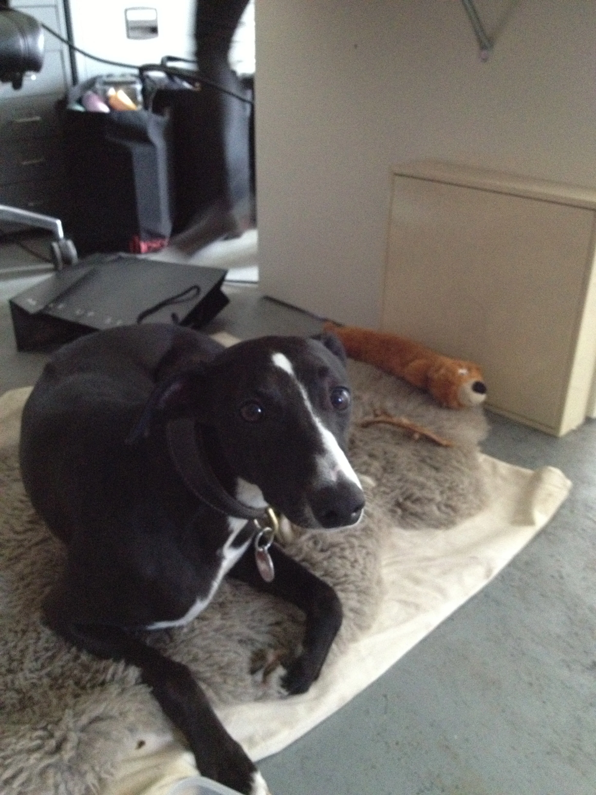 Sir Walter keeping a close eye on the photo-shoot