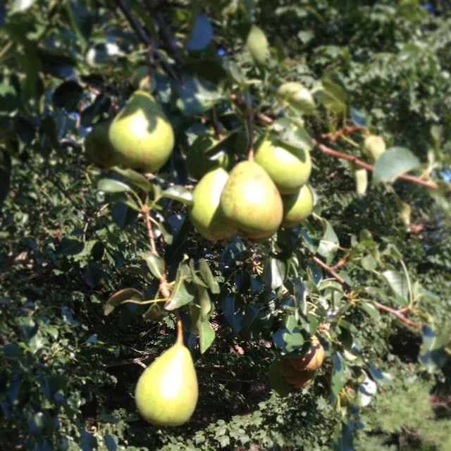 Pickled Pears The Groove