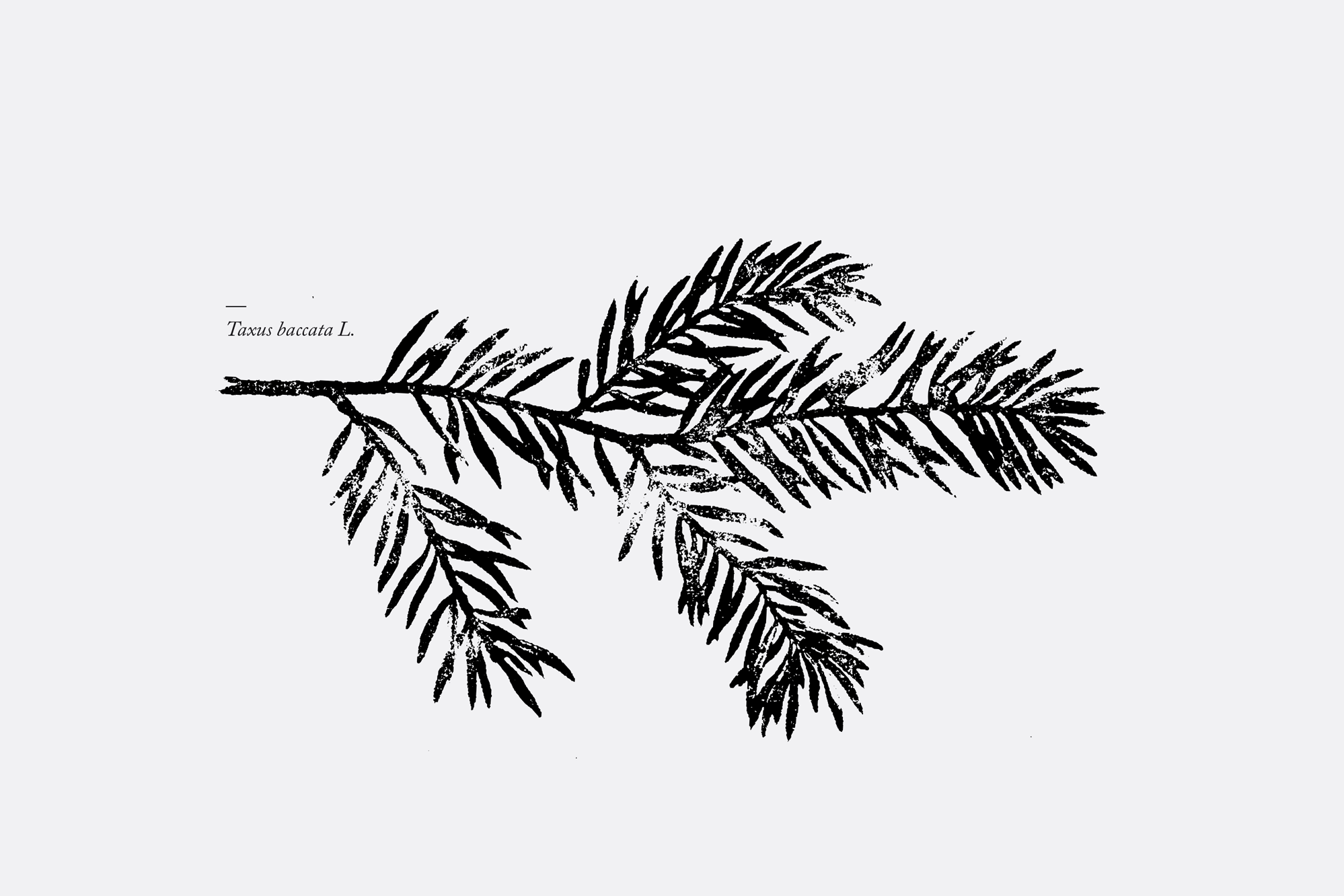 taxus.png