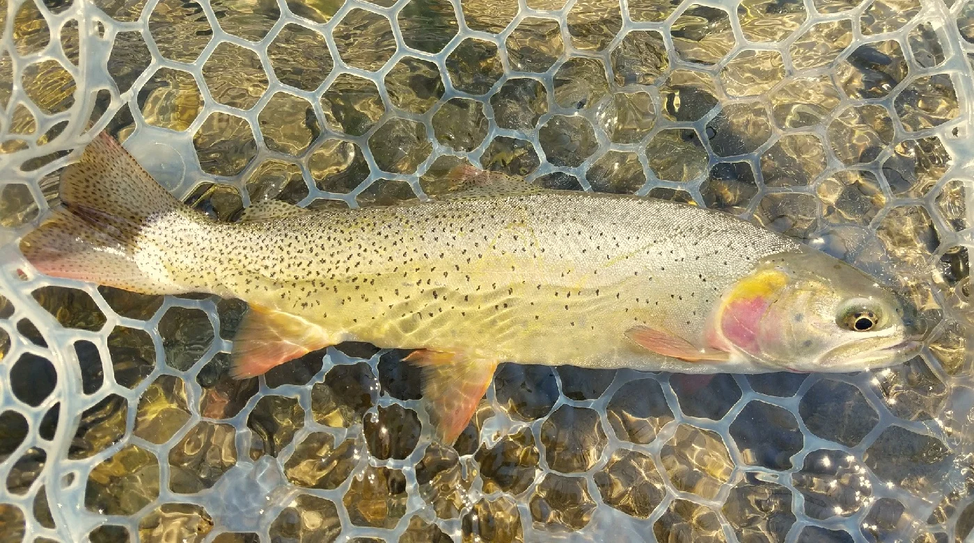 Yellowstone Cutt 1.jpg