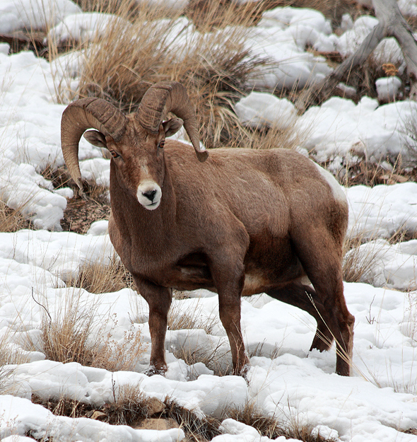 Bighorn Ram Sm_Crop.jpg