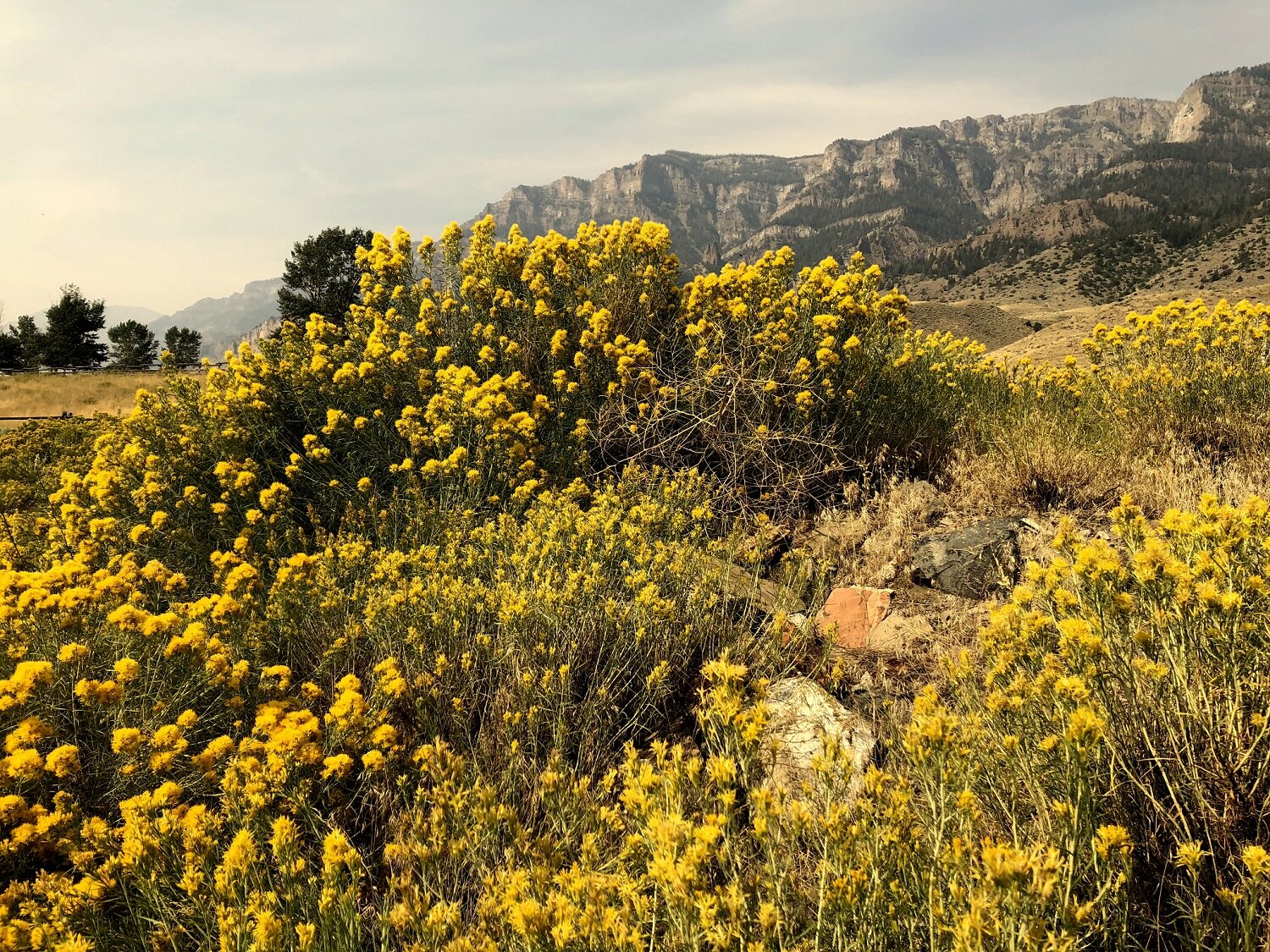 Xeriscape rabbitbrush.jpg