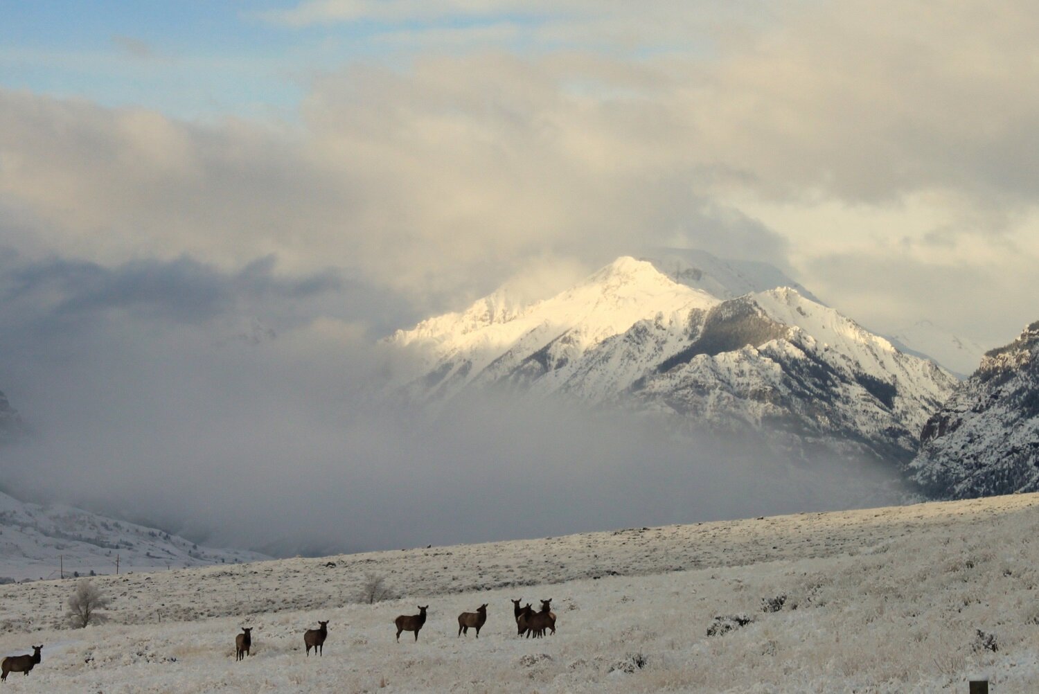 Elk field snow 2.JPG