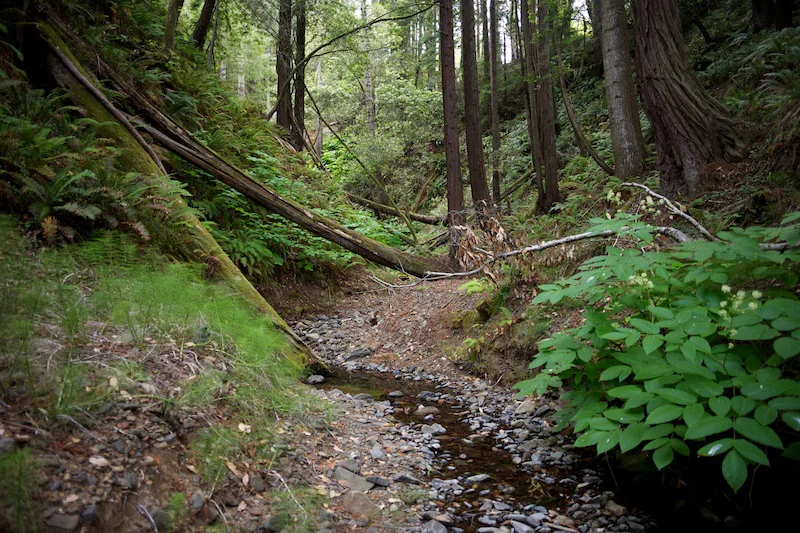 Thanks Joseph! Here is a glimpse at the landscape that inspired the Sea Ranch. 