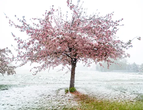 Sixth Sunday of Easter, May 25, 2025 Clemmons