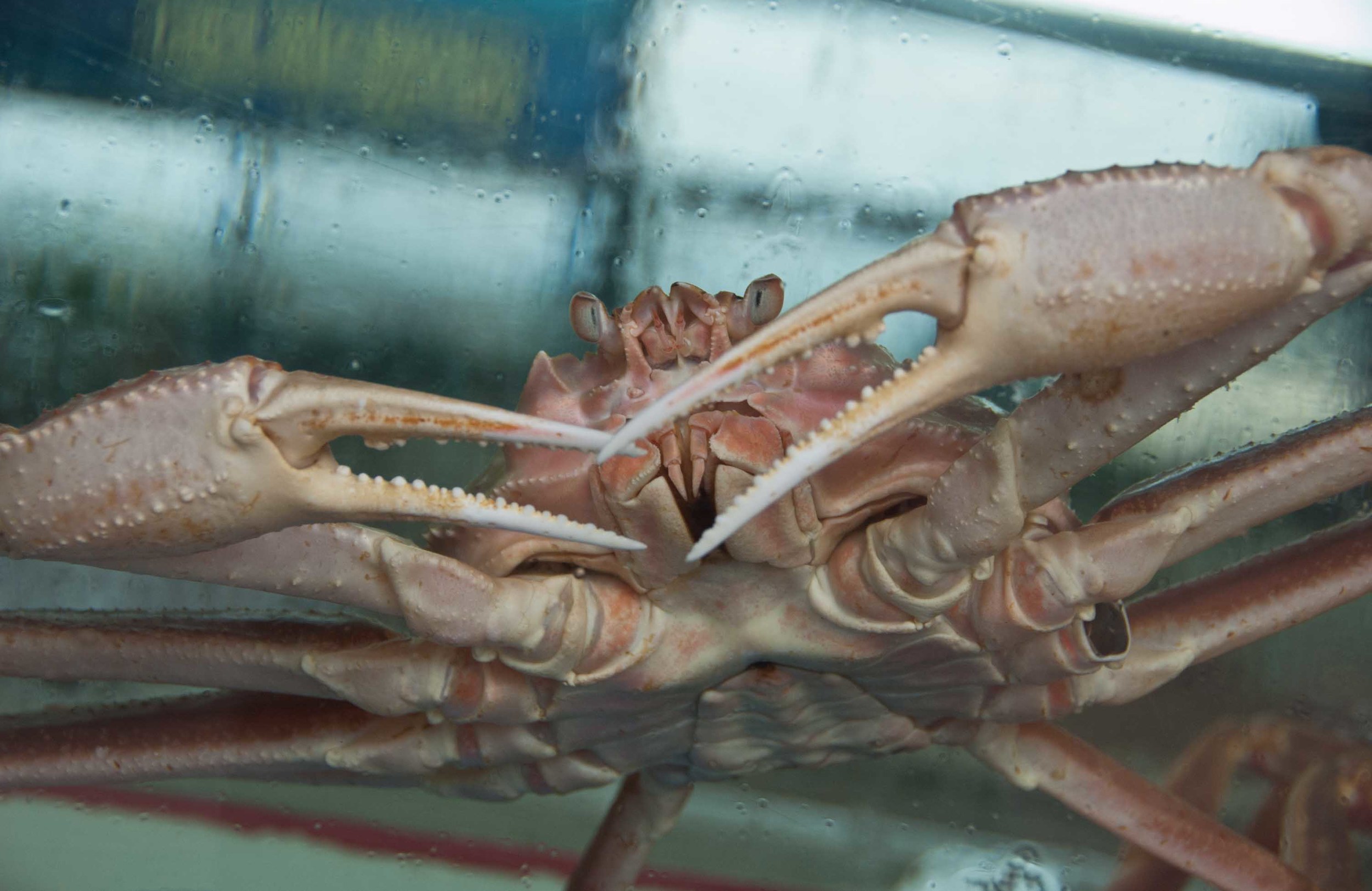 closeup crab.jpg