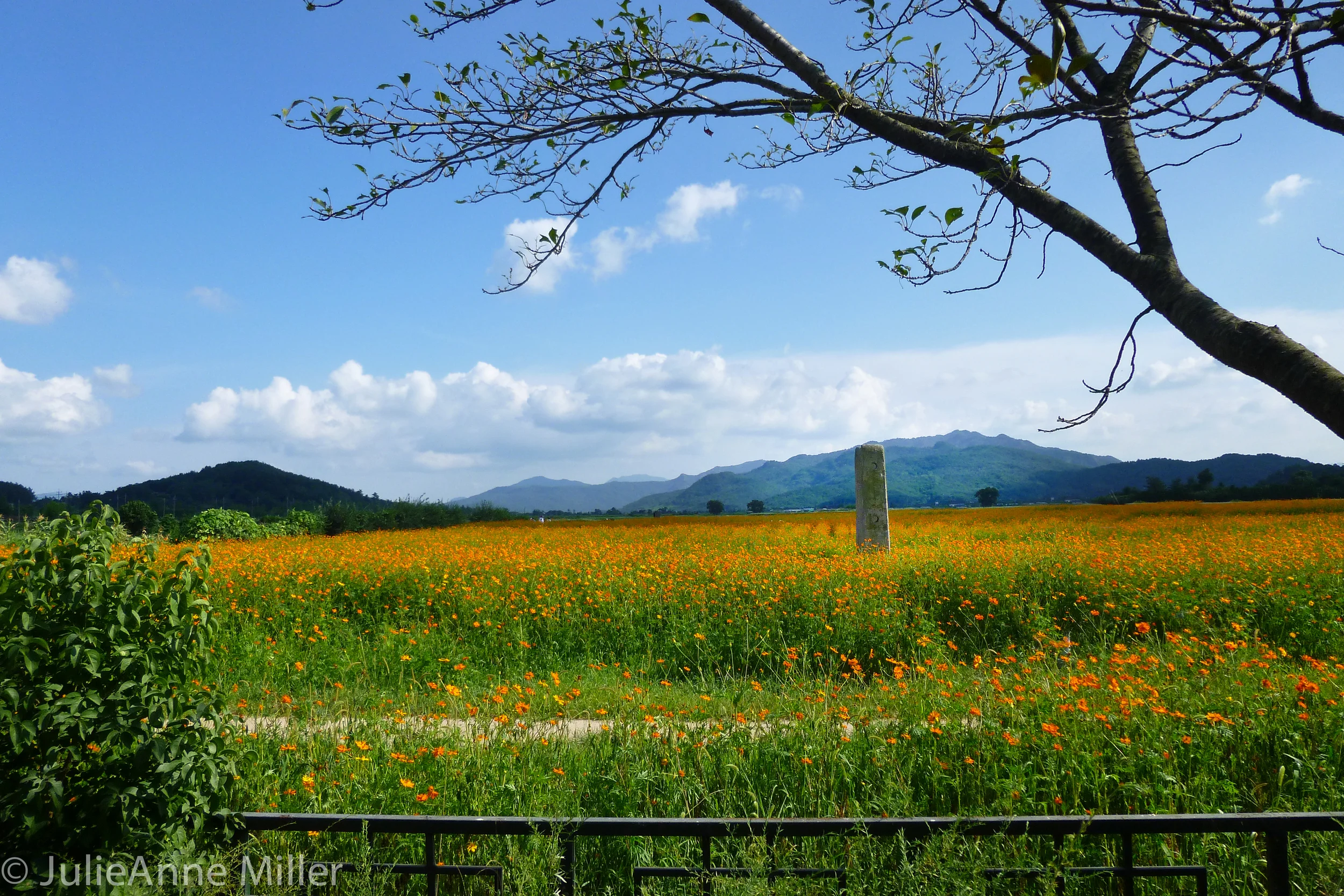 Poppy field in Gyeongju