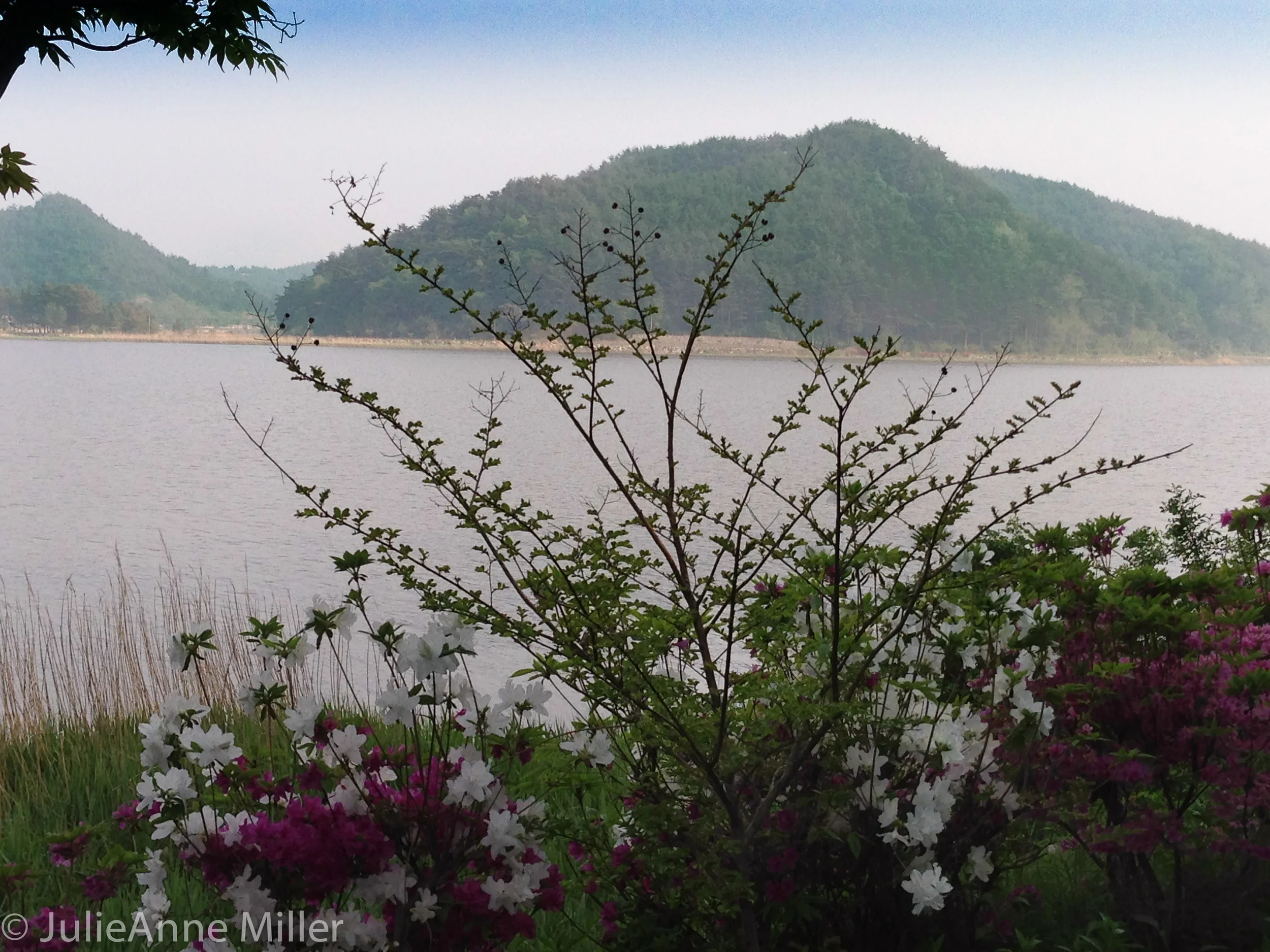Sokcho