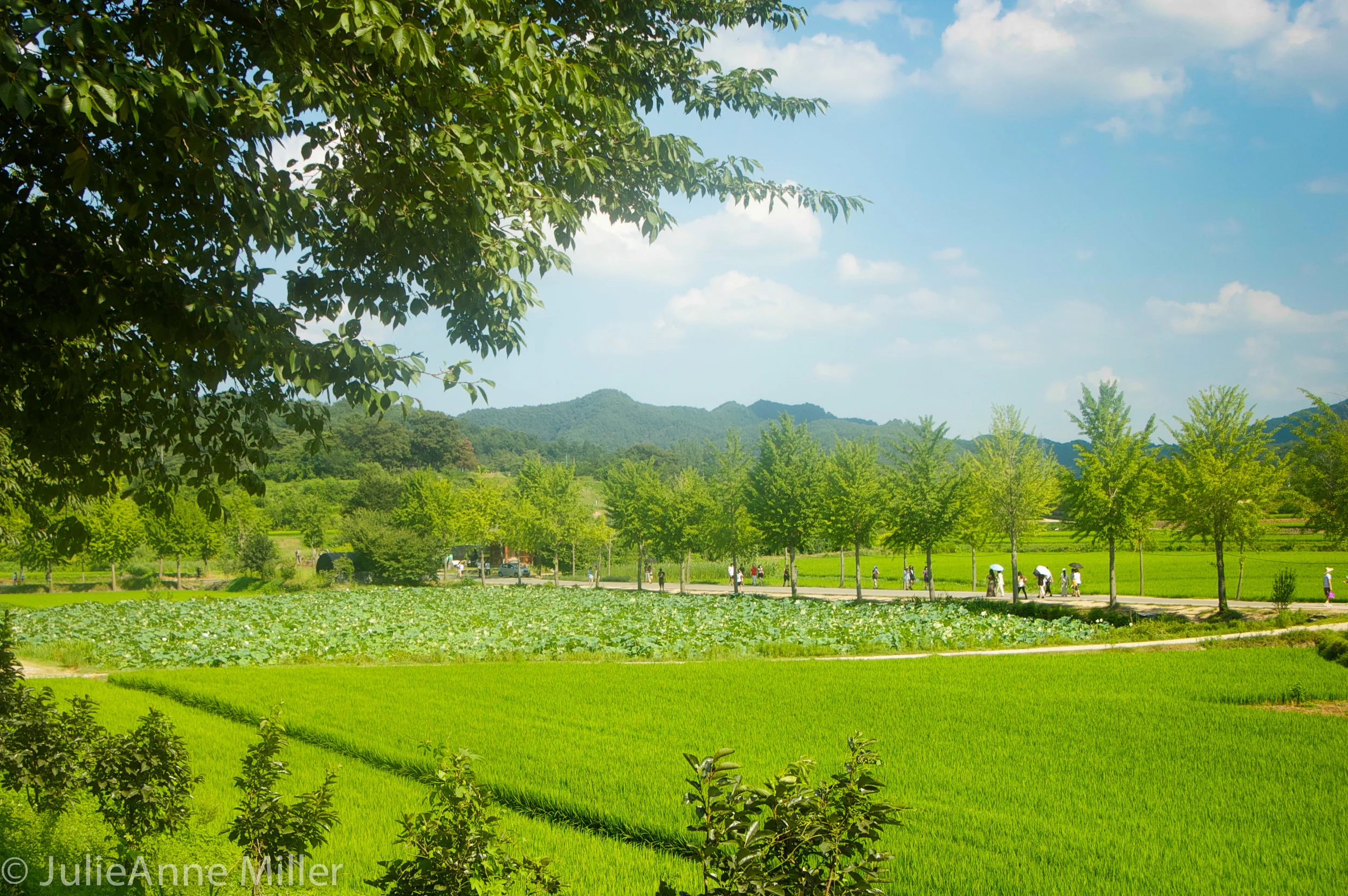 Hahoe Folk Village