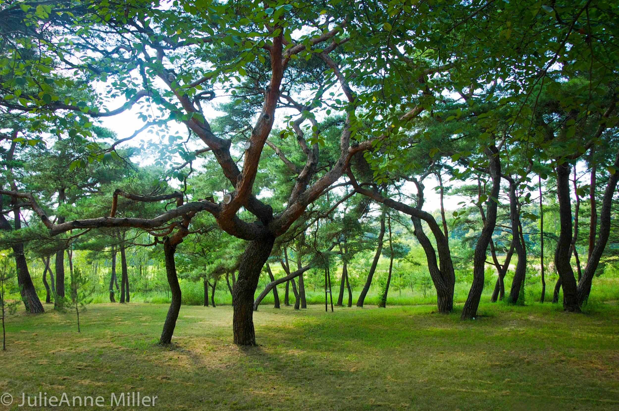 Hahoe Folk Village