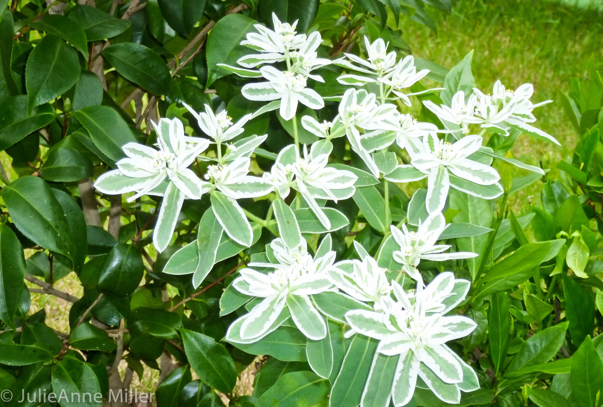 white flowers closeup.jpg