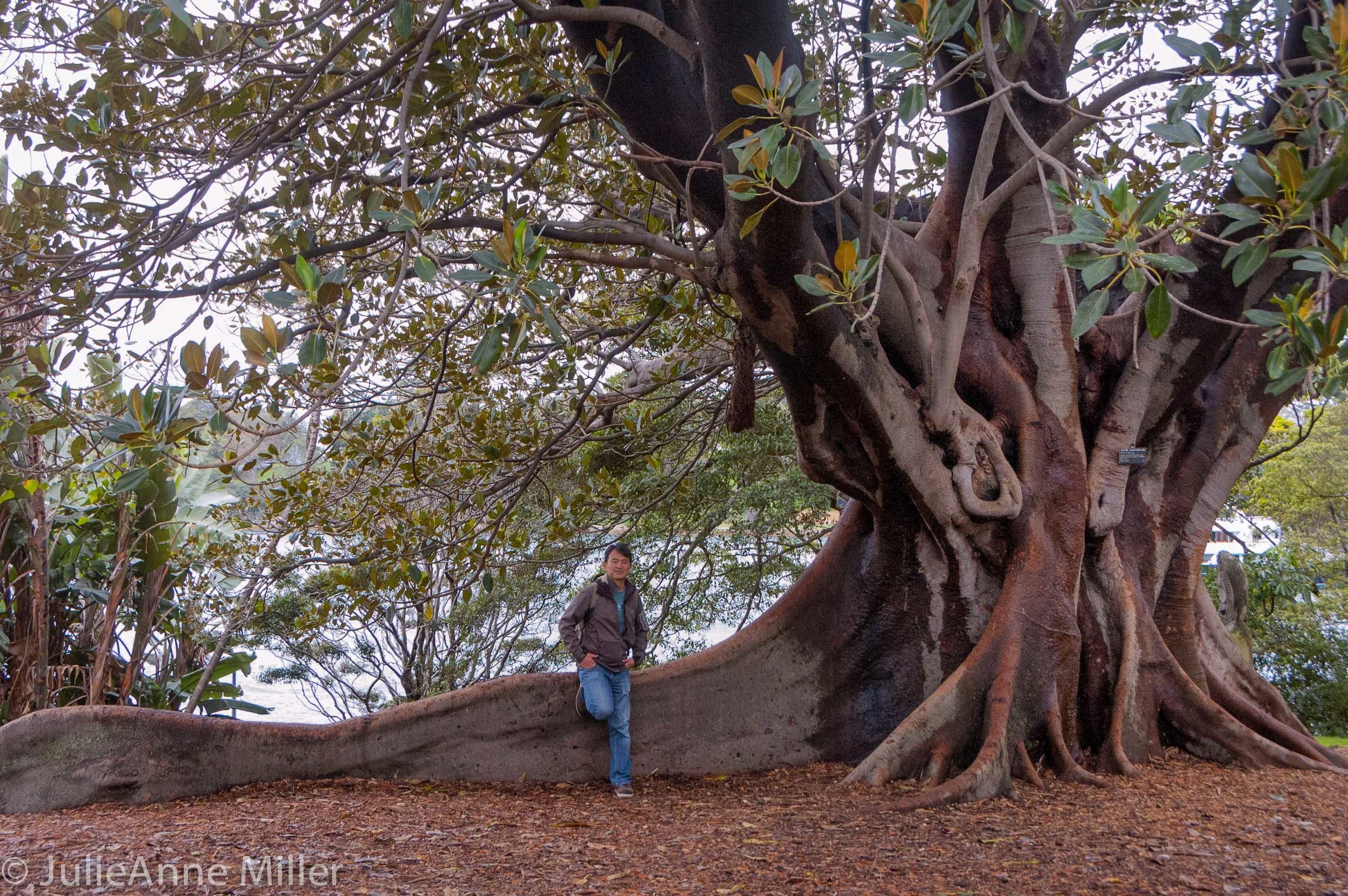 Sydney Botanical Gardens