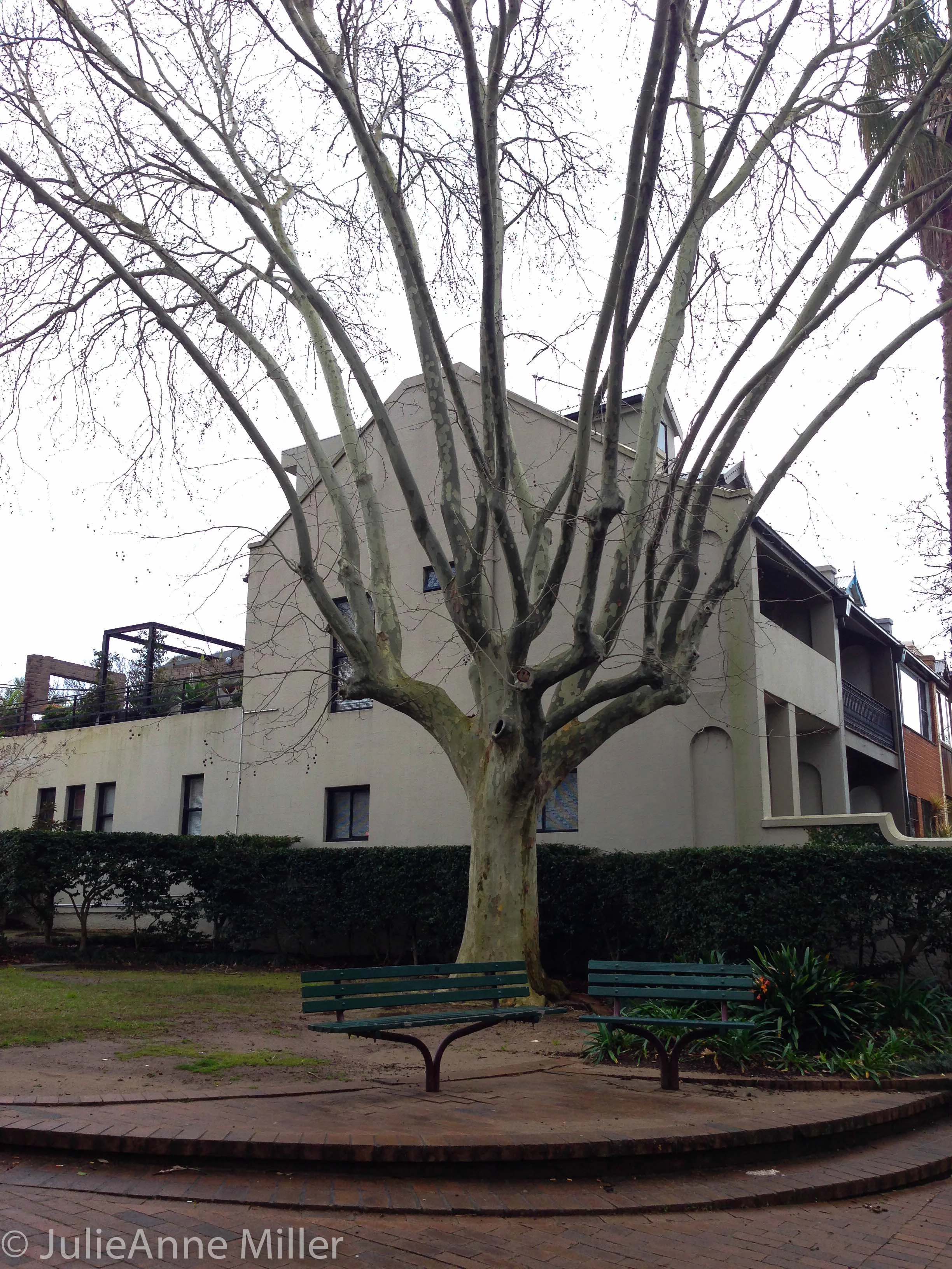 Surry Hills area