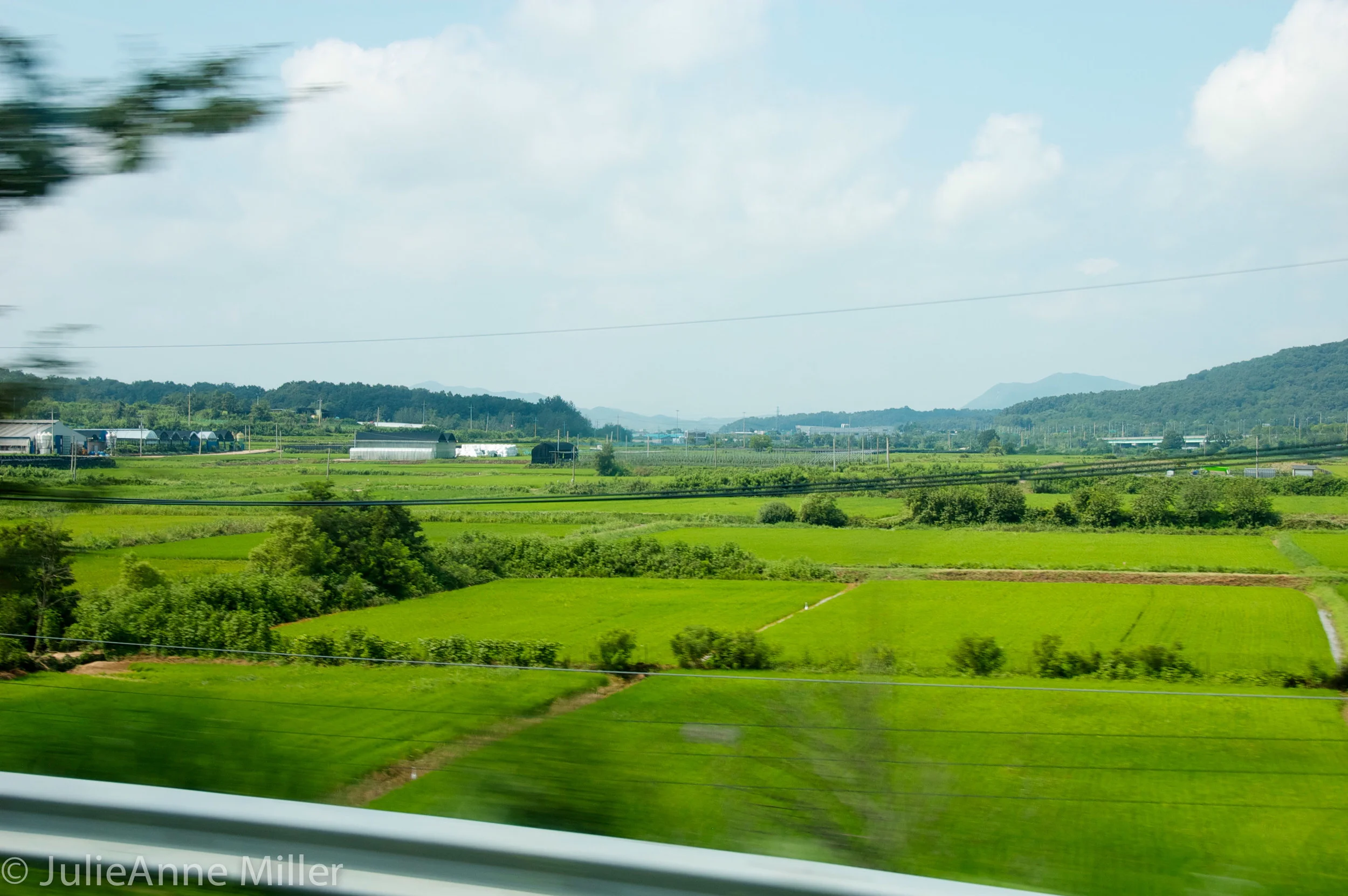 fields near DMZ