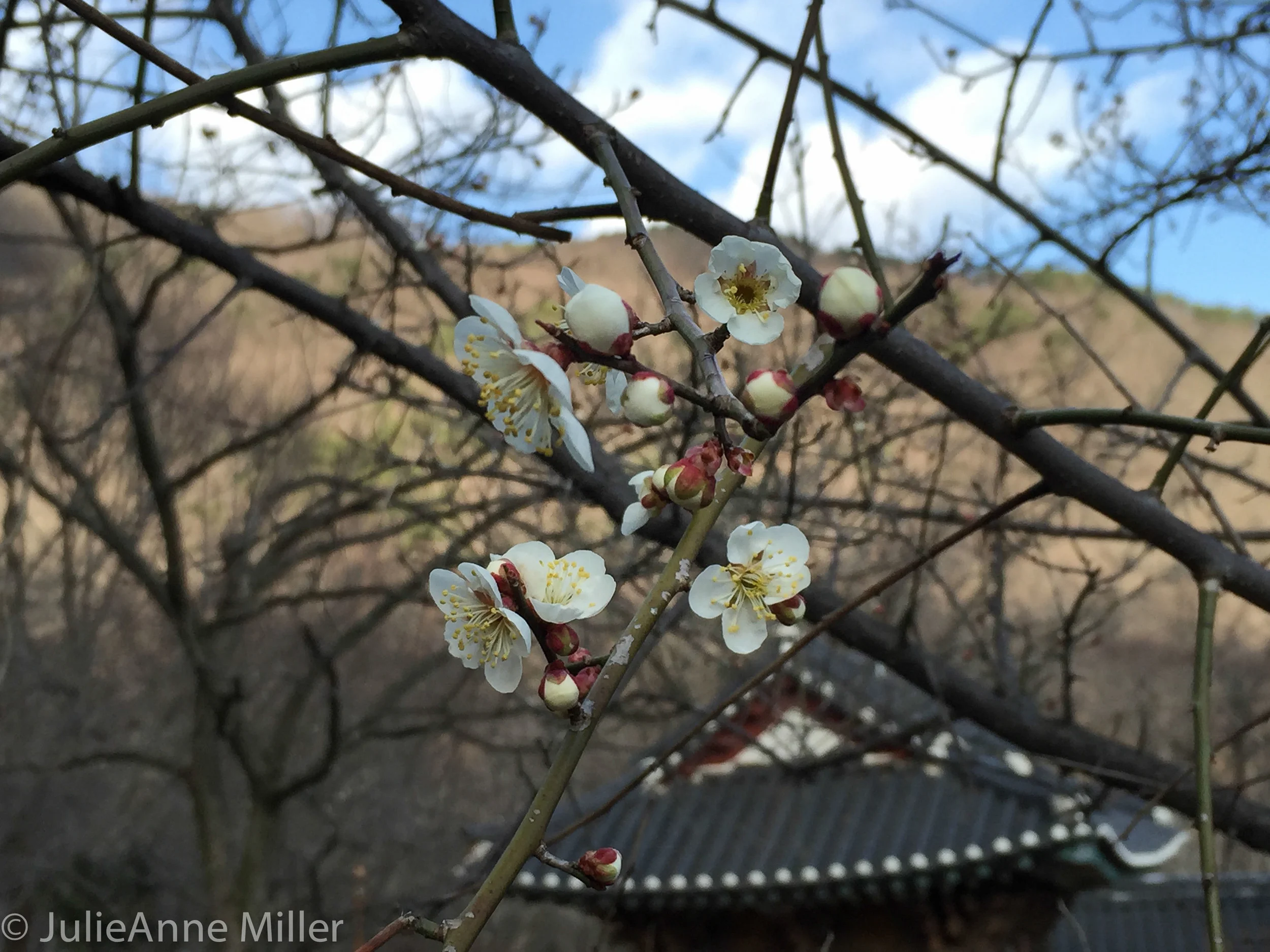 spring blooms