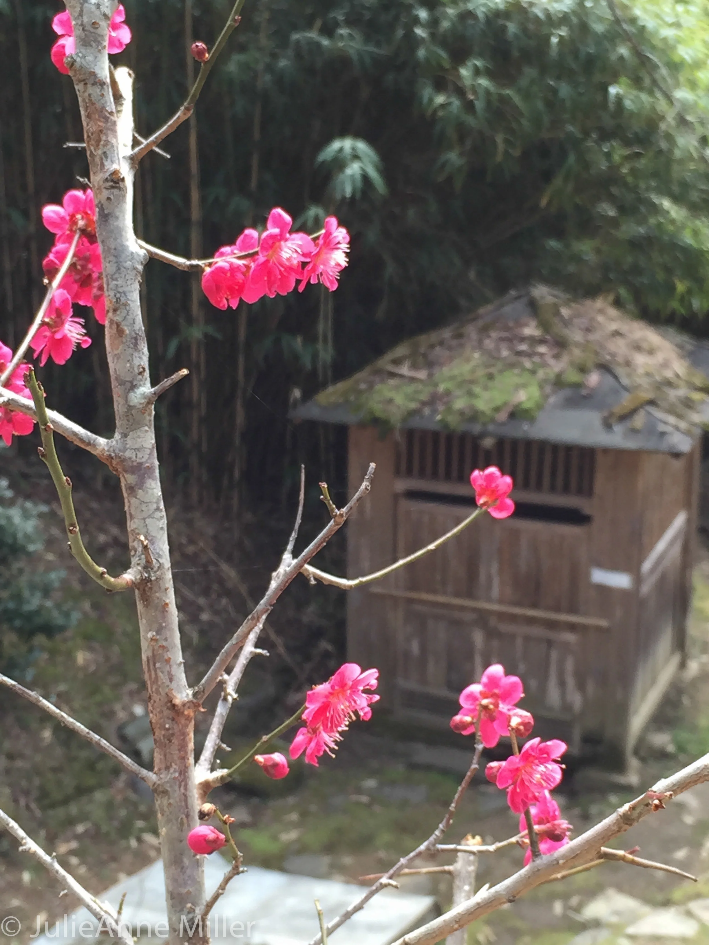blossoms bulilam.jpg