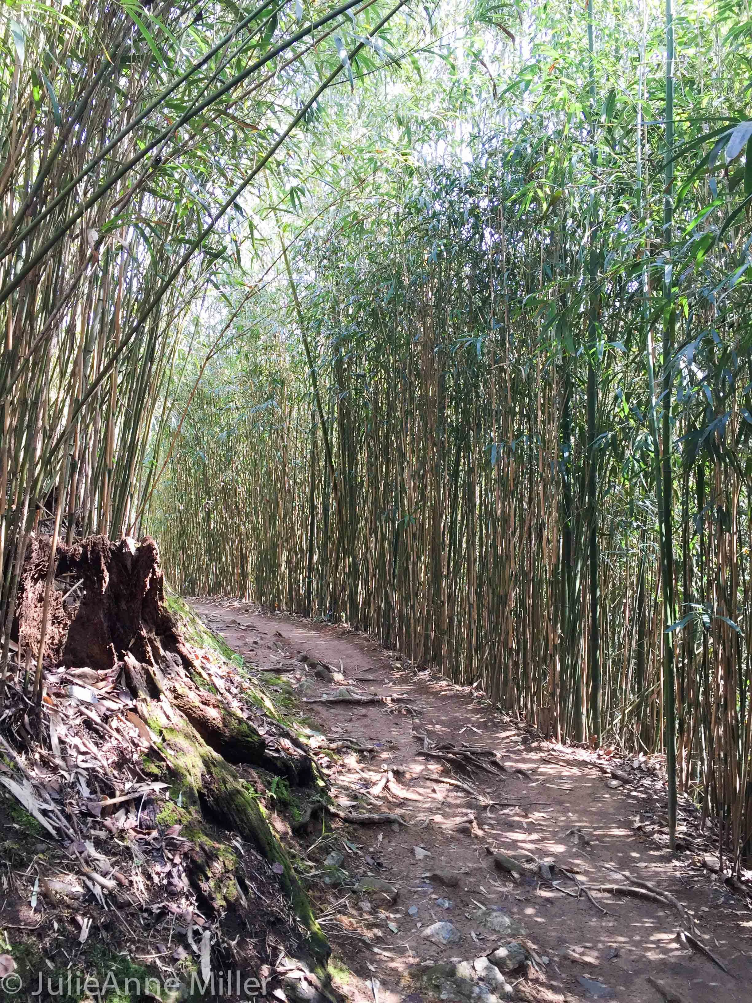 Foot path to 송광사