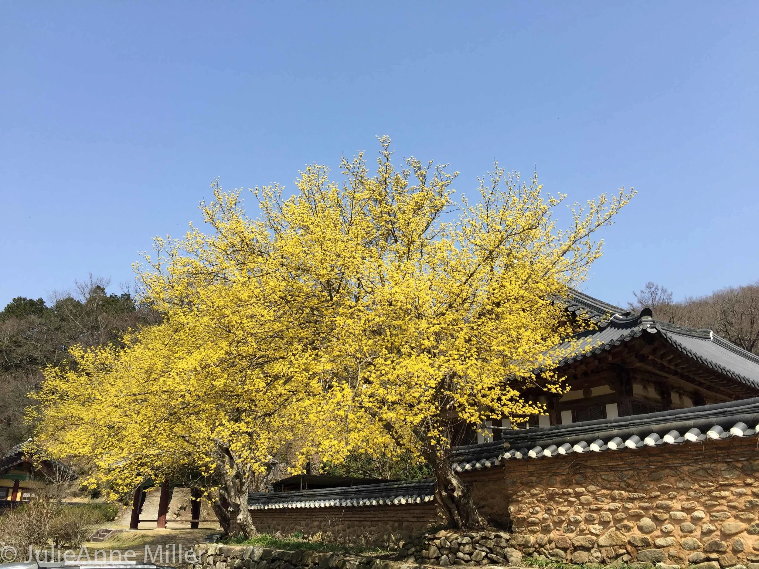 Spring in Songgwang Temple