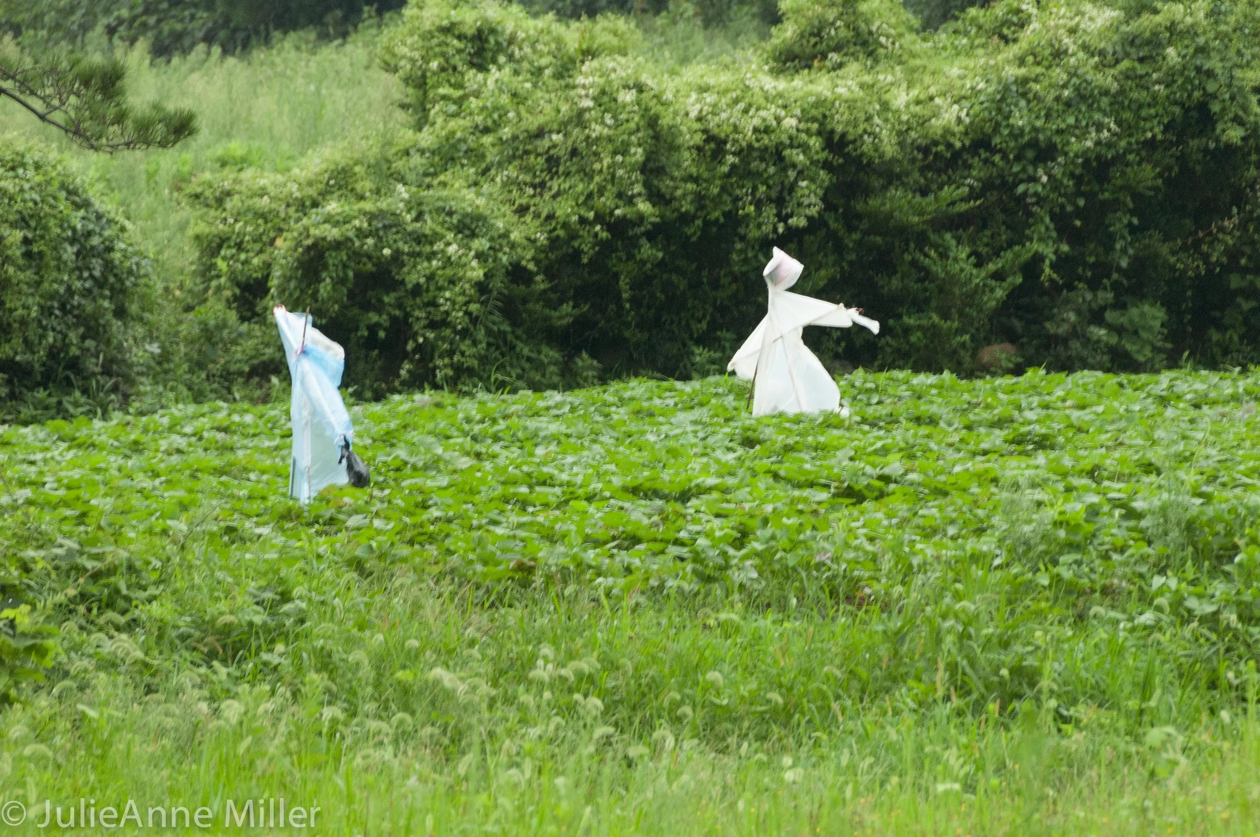 jeju scarecrows.jpg